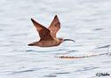 Numenius phaeopus